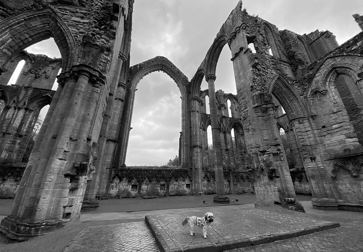 Top 10 Dogfriendly Things to See and Do in Yorkshire